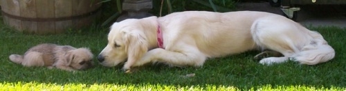 A Golden Retriever is laying in a grass face to face in front of a tan Pug/Shih Tzu puppy