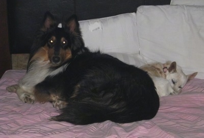 A black with brown and white Collie is laying on a human's bed in front of a sleeping tan and white Chihuahua/Rat Terrier mix