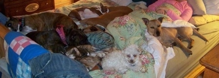 Six dogs are laying and sleeping on a bed with a lady in pink