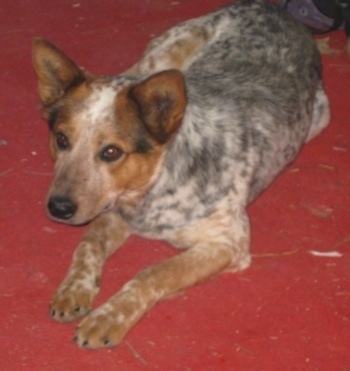 A brownish-red, black and white ticked Red Heeler is laying on a red floor