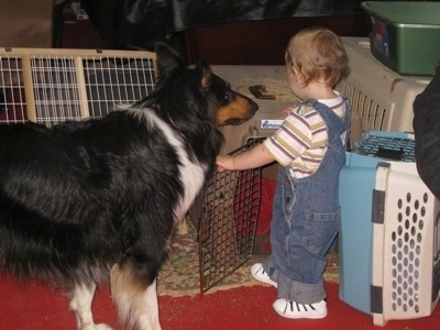 A tricolor  black, tan and white rough Collie is looking at a little boy who is standing in front of a dog carrying pen and holding on to the door of it