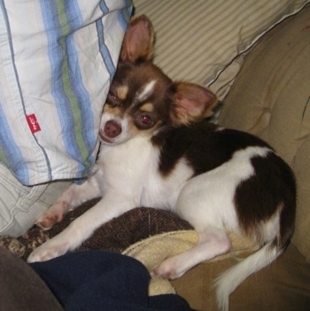 A black and white with tan longhair Chihuahua is laying on a bed and on top of pillows