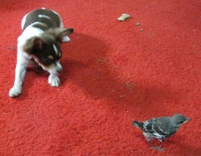 A black and white with tan longhair Chihuahua is stalking a baby bird on a red carpet