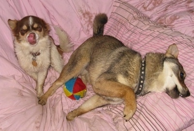 Two dogs on a human's pink bed that has mud on the sheets from the dogs - A black with tan and white longhaired chihuahua Pomeranian/Rat Terrier mix with a red, blue and yellow ball under it.