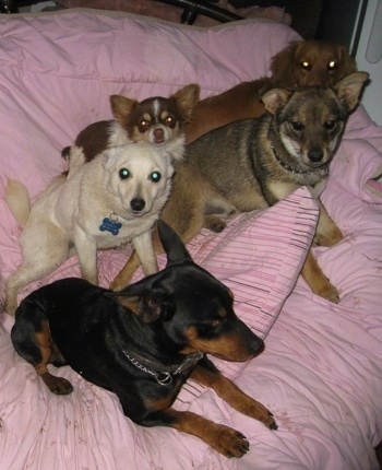 Five dogs are laying on a pink blanker on top of a bed.