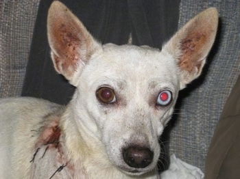 Close Up - The head of a white Chihuhua/Rat Terrier mix laying on a couch. The dog has one blue-eye and a cut on its back.