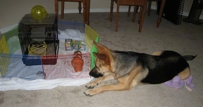 A black and tan German Shepherd is laying on a tan carpet in front of a pen. Inside of the pen is a gerbil, a gerbil cage and gerbil toys
