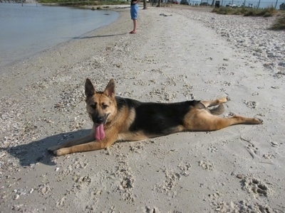 A black and tan German Shepherd is laying stretched out on a beach. Its mouth is open and tongue is out. There is a body of water in front of it