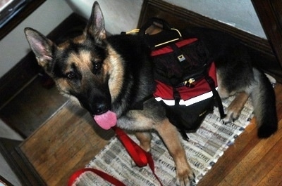 A black and tan German Shepherd is wearing a backpack sitting on a throw rug at the top of a staircase. Its mouth is open and tongue is out