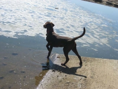 A chocolate German Shorthaired Labrador is standing on a dock with its front left paw in water and its right paw is in the air