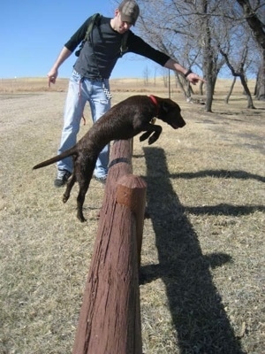 A chocolate German Shorthaired Labrador is jumping over a wooden fence with a man directing it