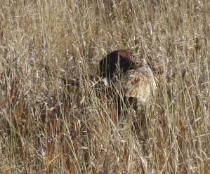 A chocolate German Shorthaired Labrador is running through a field with tall brown grass with a pheasant bird in its mouth