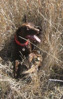 A chocolate German Shorthaired Labrador is laying in a field with large brown grass next to a dead pheasant bird it just caught.
