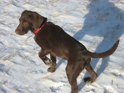 A chocolate German Shorthaired Labrador puppy is standing in a small amount of snow it its left paw in the air
