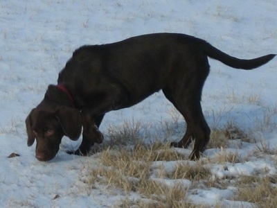 A chocolate German Shorthaired Labrador puppy is sniffing around in snow.