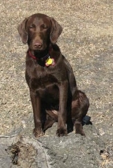 A chocolate German Shorthaired Labrador is sitting in a field on a tree stump.