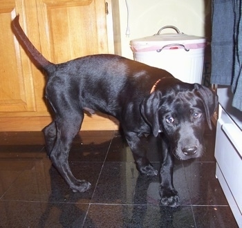 A black with white German Shorthaired Labrador puppy is walking around on a black tiled floor with a wood cabinet and a white trash can behind it nedt to a white bathtub with a blue curtain in a bathroom with its head down.