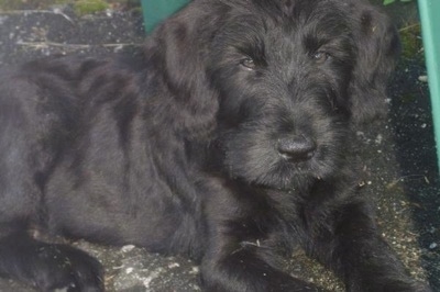 Close Up - a black Giant Schnauzer puppy is laying outside on a blacktop looking forward