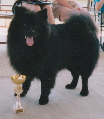 A fluffy black Giant German Spitz is standing on a concrete surface with a trophy in front of it. Its mouth is open and tongue is out. There is a bench with three people on it in the background