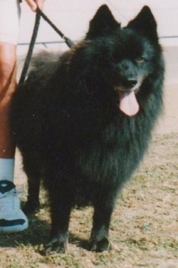 A fluffy black Giant German Spitz is standing in a field with a person holding the dog's leash. The German Spitz has its mouth open and its tongue out