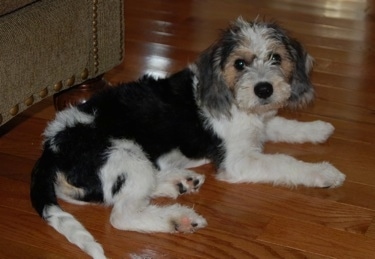 A black and white with tan Beagle/Bichon puppy is laying on a hardwood floor in front of an arm chair