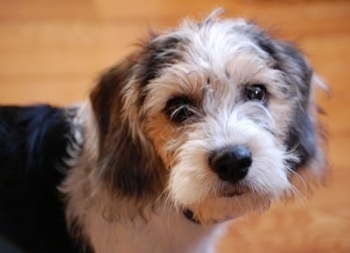 Close up head shot - A black and white with tan Beagle/Bichon puppy