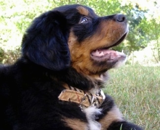 Close Up - A black with tan and white Golden Mountain dog is laying in a field. Its mouth is open