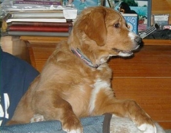A tan and white Golden Mountain dog is jumped up against the back of a couch. It is looking to the right, there is a person behind it