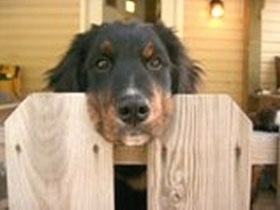 A black with tan and white Golden Mountain dog has its head between the two wood panals of a fence. There is a house in the background
