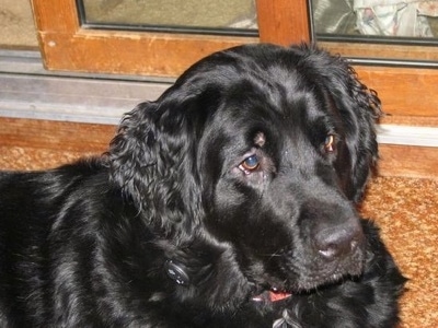 Close Up - A black Golden Newfie is laying on a brown floor in front of a sliding door.