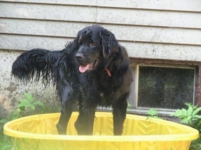 A wet black Golden Newfie is standing in a yellow kiddie pool next to a white house panting and looking to the left.