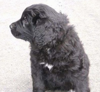 A black with white Golden Newfie puppy is sitting on a concrete surface and looking to the left