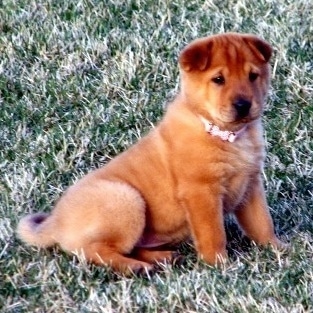 A Golden Pei puppy is sitting in grass wearing a pink collar.