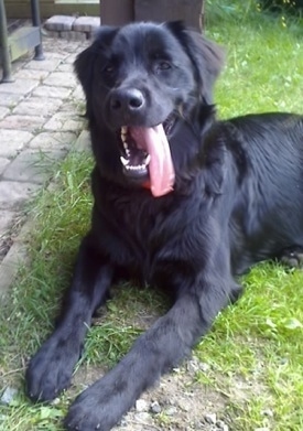 Front side view - A black Golden Retriever/Hovawart mix is laying outside in grass next to a stone walkway. Its mouth is open and its long tongue is hanging to the right side.
