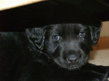 Close up head and upper body shot - A black Golden Retriever/Hovawart mix breed puppy is laying under a coffee table.