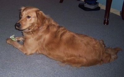 A Golden Retriever is laying on a light blue carpet with a rawhide bone between its front paws