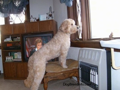 A Goldendoodle is standing on an Ottoman and looking out of a window. Behind it is Judge Judy on a television