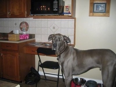 A grey with white Great Dane is standing in a kitchen. It is looking to the left. There is a food bowl and water bowl behind it