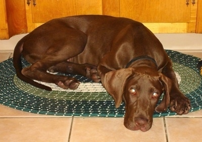 A chocolate Great Dane is laying on a green throw rug in front of a wooden ...
