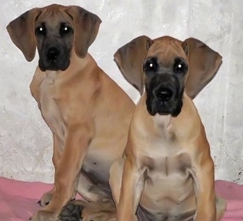 chocolate brown great dane puppies