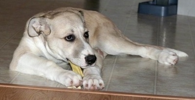 A tan and white Great Pyredane puppy is chewing on a bone on a tan tiled floor in front of a staircase.