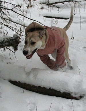 A tan and white Great Pyredane puppy is wearing a pink jacket jumping over a fallen log in snow.