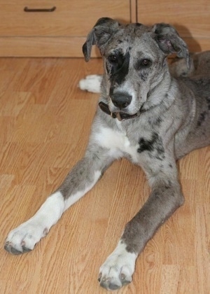 A grey with white and black merle color Great Pyredane puppy is laying on a hardwood floor in front of a dresser.