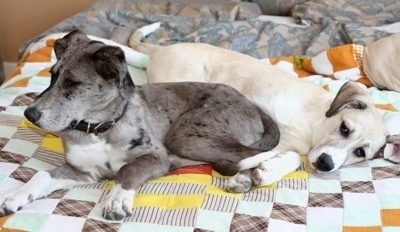 Two puppies, a grey with white, black merle color and a tan and white Great Pyredane are laying on a human's bed on top of a quilt.