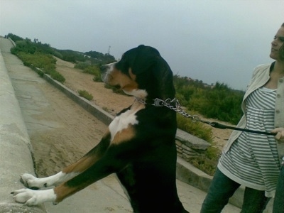 A black, tan and white Greater Swiss Mountain dog outside is jumped up against a wall looking over the edge.