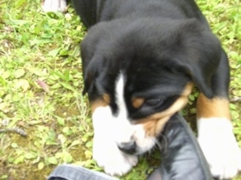 Close Up - A black, tan and white Greater Swiss Mountain dog puppy is laying outside in a field biting a person's black boot as they sit on the grass.