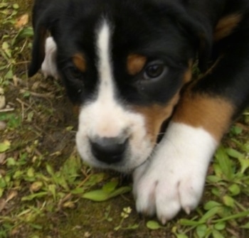 Close Up - A black, tan and white Greater Swiss Mountain puppy is laying outside on the ground.