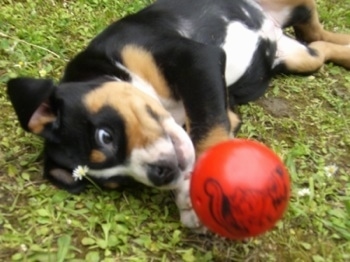 Close Up - A black, tan and white Greater Swiss Mountain puppy is laying on its side outside with a red ball in front of it