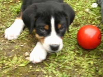 Close Up - A black, tan and white Greater Swiss Mountain dog puppy is laying outside in the yard with a red ball next to it