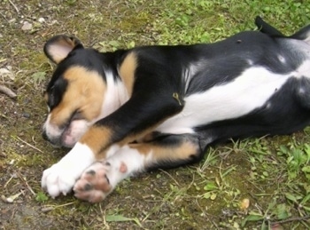 Close Up - A black, tan and white Greater Swiss Mountain puppy is sleeping on its side belly-out outside on the ground.